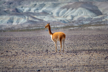 Wild Vicuna (Vicugna vicugna) on the barren high altitude plateau of the Andes (Altiplano) in the north of Chile © Chris