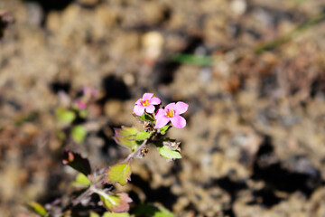 Ornamental bacopa flowers