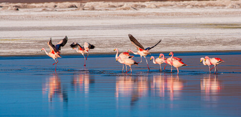 Group of James's Flamingo's (Phoenicoparrus jamesi) in the half frozen salt lake of Salar Surire in northern Chile
