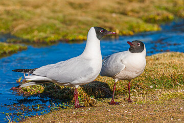 Pair of Andean Gulls (Larus serranus) standing on bank of little stream on the Altiplano in...
