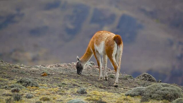 Guanaco (Lama guanicoe) grazing in the mountains, Torres del Paine national park, Chile