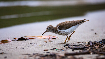little wader bird searching for food on the beach in costa rica; tropical water bird (shorebird)