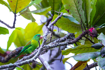 small green wild parrot eating a fig on a tree in Costa Rica