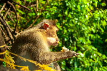 Naklejka na ściany i meble A monkey eats a banana on the street in Thailand. Cheeky macaque in the city area. Wildlife scene with wild animals.