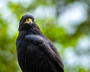 portrait of a beautiful magnificent Common black hawk sitting on branch in mangrove forest in Costa Rica.