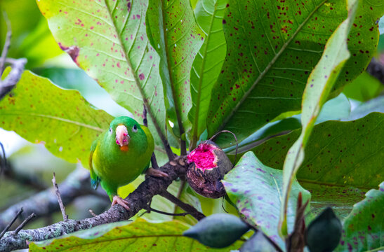 small green wild parrot eating a fig on a tree in Costa Rica