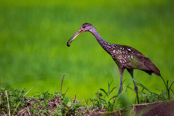 wild limpkin (Aramus guarauna) with a snail in the beak in palo verde national park in costa rica