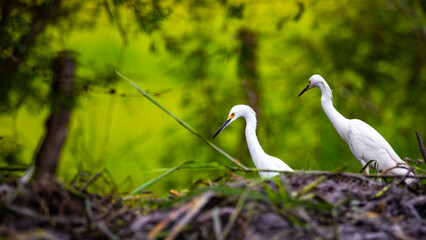 portrait of snowy egret hunting in the palo verde national park in costa rica