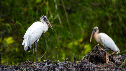portrait of large scary bird - wood stork (mycteria americana) hunting in the wetlands of palo verde national park in costa rica