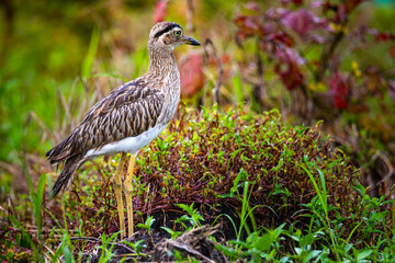 portrait of double-striped thick-knee (Burhinus bistriatus) - stone curlew photographed in costa rica