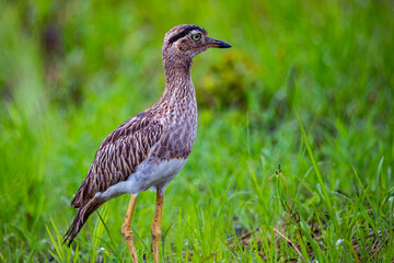 portrait of double-striped thick-knee (Burhinus bistriatus) - stone curlew photographed in costa rica