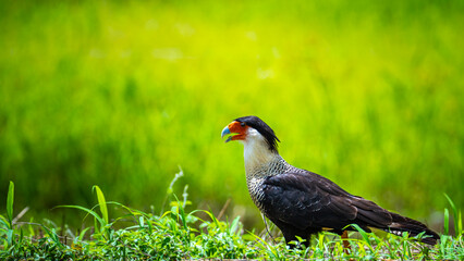 portrait of crested caracara - tropical bird of prey captured in costa rica