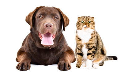 Adorable labrador and scottish fold cat together isolated on white background