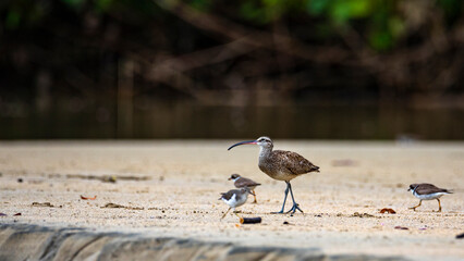  long-billed curlew (Numenius americanus) searching for food on the costa rican beach with small birds circling under his feet