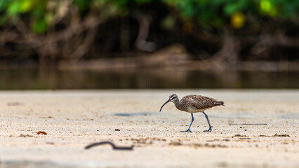  long-billed curlew (Numenius americanus) searching for food on the costa rican beach