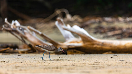  long-billed curlew (Numenius americanus) searching for food on the costa rican beach