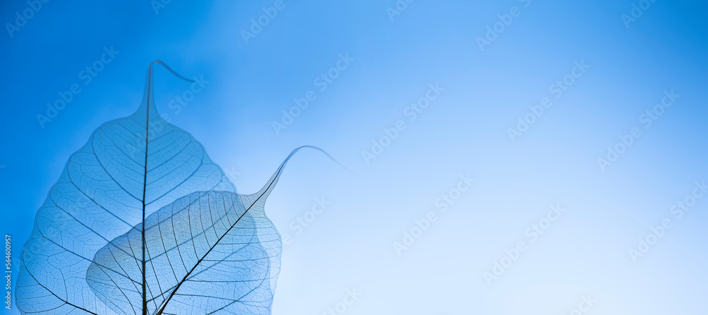 Canvas Prints Leaf with veins and cells macro photography