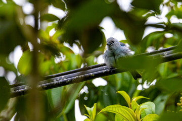 Unique blue-gray tanager (Thraupis episcopus) in beautiful green leafy setting spotted in rainforest. Birds of Costa Rica, Central America