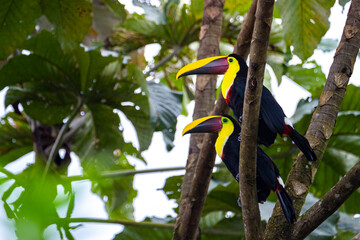 two large Chestnut-mandibled toucans (tucans) sitting on the branch in costa rican rainforest, colorful wild birds of costa rica