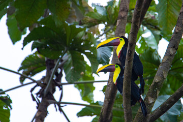 two large Chestnut-mandibled toucans (tucans) sitting on the branch in costa rican rainforest, colorful wild birds of costa rica
