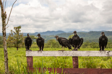 a group of black vultures sitting on a fence with a rural landscape and mountains in the...