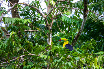 beautiful keel-billed toucan sitting on the branch during rainy day in costa rican rainforest; colorful bird in costa rica