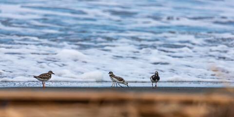 ruddy turnstone and a group of wader birds searching for food on the beach in costa rica; tropical water birds (shorebirds) - obrazy, fototapety, plakaty