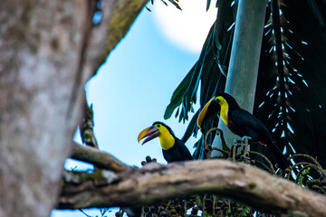 mother Chestnut-mandibled toucan (tucan) feeding the baby while sitting on the branch in costa rican rainforest, colorful wild birds of costa rica © Jakub