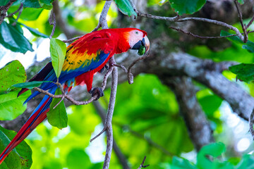 colorful wild scarlet macaw feeding on the almond tree in costa rica  wild large parrot in tropical rainforest © Jakub