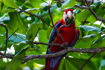 colorful wild scarlet macaw feeding on the almond tree in costa rica; wild large parrot in tropical...