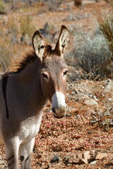 Naklejka na ściany i meble Wild Donkey portrait in Atacama Desert Chile 