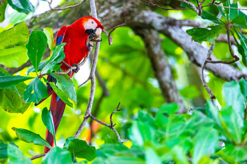 colorful wild scarlet macaw feeding on the almond tree in costa rica; wild large parrot in tropical rainforest
