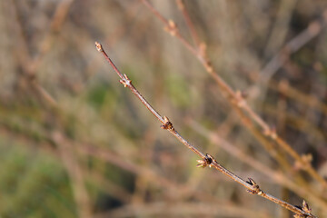 Weeping forsythia branch with buds