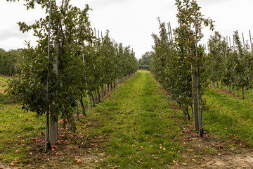 Agriculture. Orchard with apple trees. Large-scale fruit cultivation.