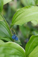 Scented Solomons seal leaves and fruit