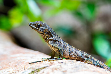 juvenile black iguana lizard resing and heating in the sun on the tree trunk in costa rican rainforest