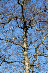 Common birch tree in winter