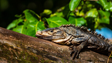 Beautiful large lizard black iguana (Ctenosaura similis) warming on a tree trunk in marino ballena...