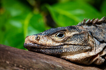 Beautiful large lizard black iguana (Ctenosaura similis) warming on a tree trunk in marino ballena national park near quepos in costa rica