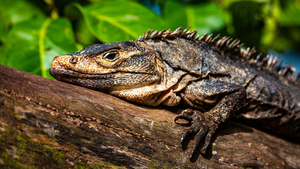 Fototapeta premium Beautiful large lizard black iguana (Ctenosaura similis) warming on a tree trunk in marino ballena national park near quepos in costa rica