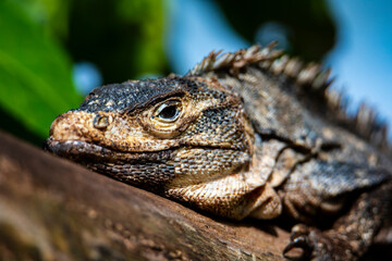 Beautiful large lizard black iguana (Ctenosaura similis) warming on a tree trunk in marino ballena national park near quepos in costa rica