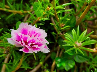 Purslane flower or rose moss flower with beautiful white and pink petals in the garden 