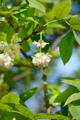 European bladdernut branch with flowers