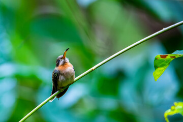 unique photo of a cute little hummingbird sleeping on a stalk in the rainforest in manuel antonio national park in quepos, costa rica