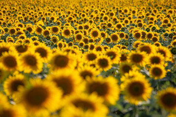Large sunflowers field