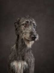Naklejka na ściany i meble Portrait of an Irish wolfhound. Dog on a brown canvas background in the studio. beautiful pet