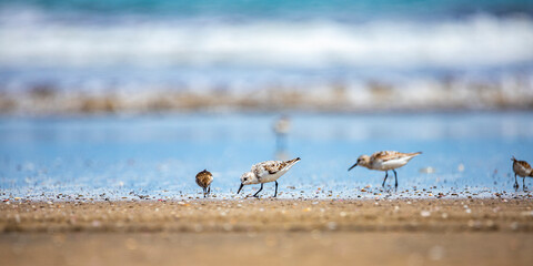 a group of wader birds searching for food on the beach in costa rica; tropical water birds (shorebirds)