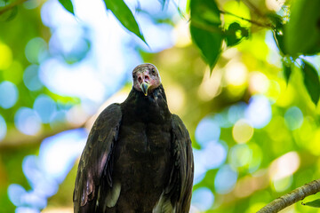 portrait of a turkey vulture sitting on a branch in costa rica rainforest in marino ballena national park; scary wild bird with red head