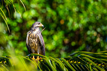 a beautiful powerful bird of prey perched on a palm tree on a beach in marino ballena national park...