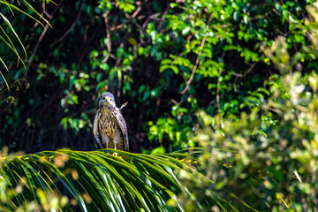 a beautiful powerful bird of prey perched on a palm tree on a beach in marino ballena national park in costa rica, costa rica broad-winged hawk raptor
